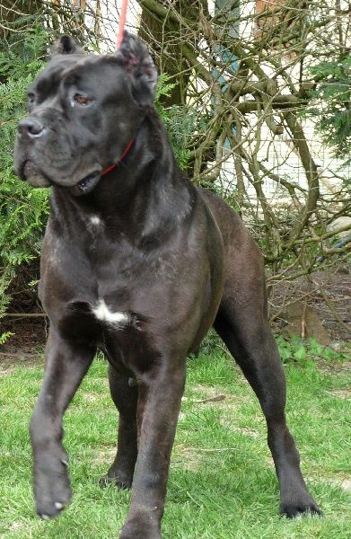 Cane corso nommé Rothorm