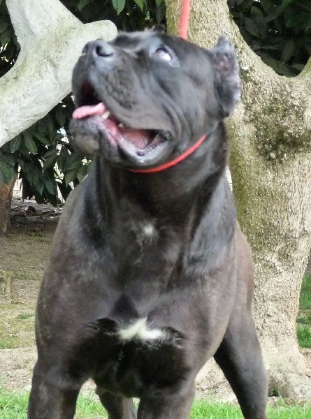 Rothorm Jy Dream Sex bomb souriant