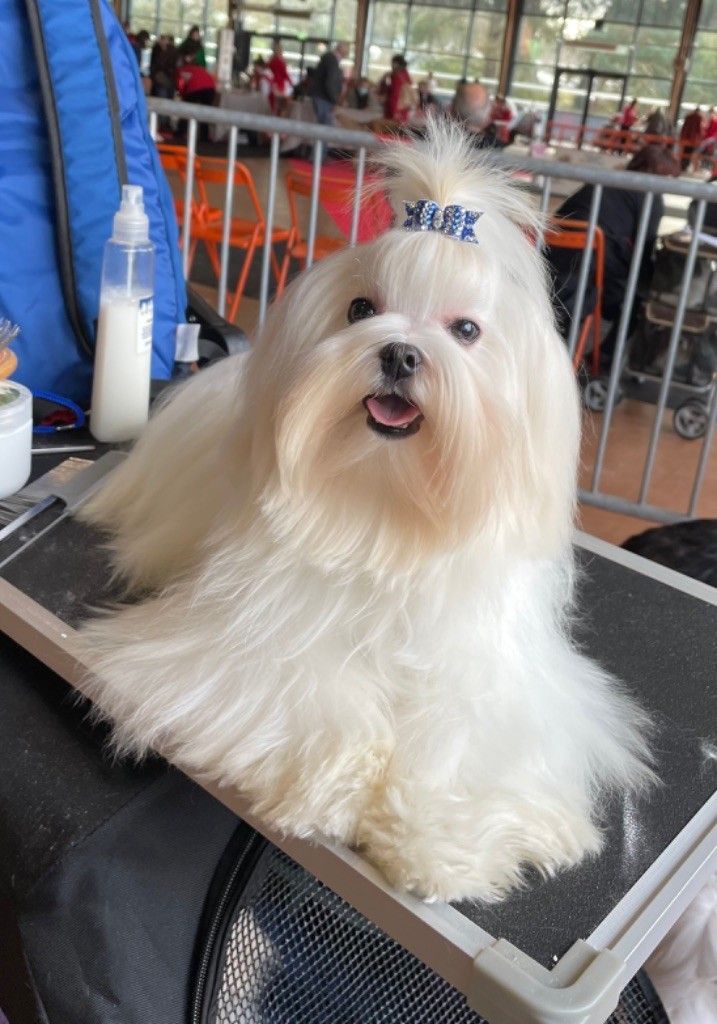 Bichon maltais en concours