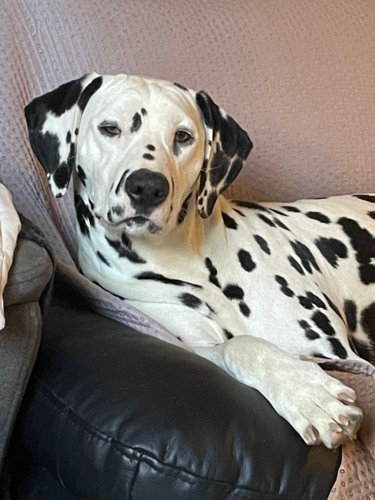 Chien dalmatien allongé sur le côté dans un canapé