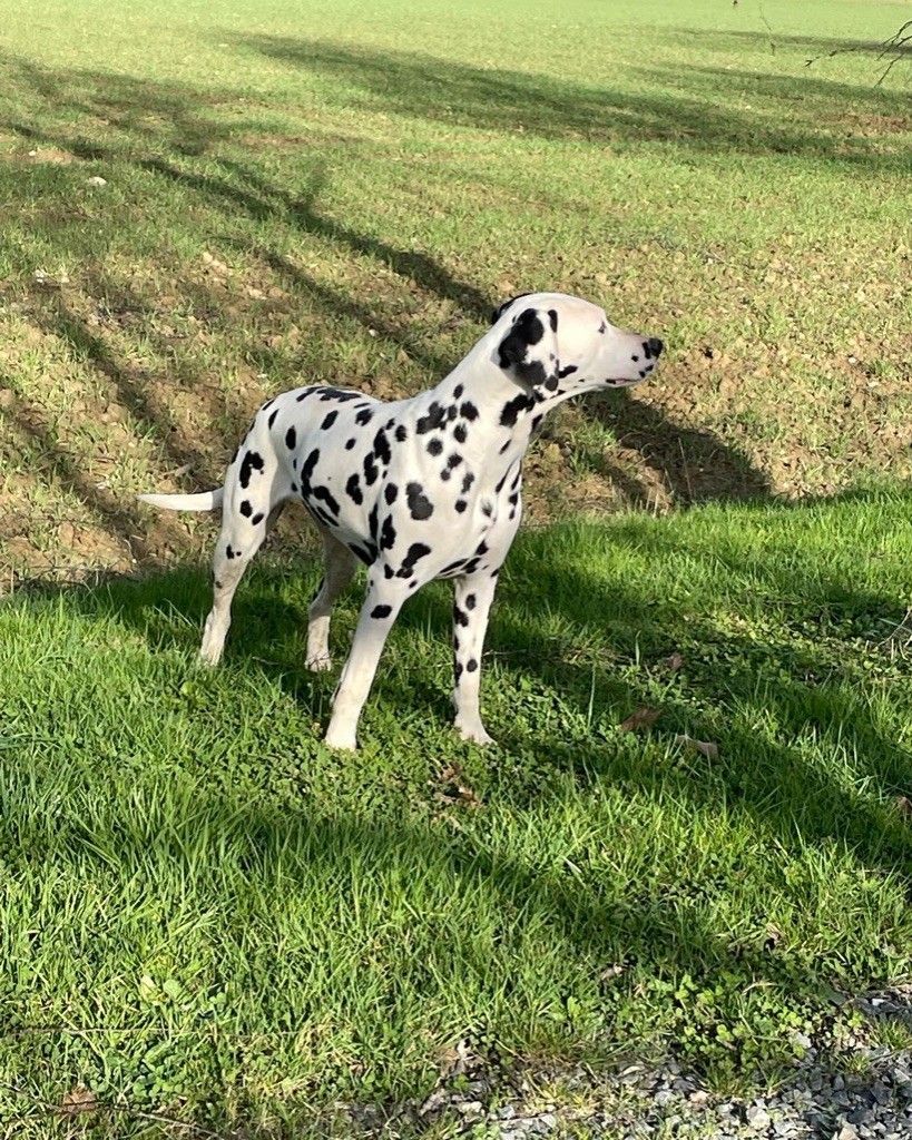 Dalmatien nommé Sarah à l'arrêt
