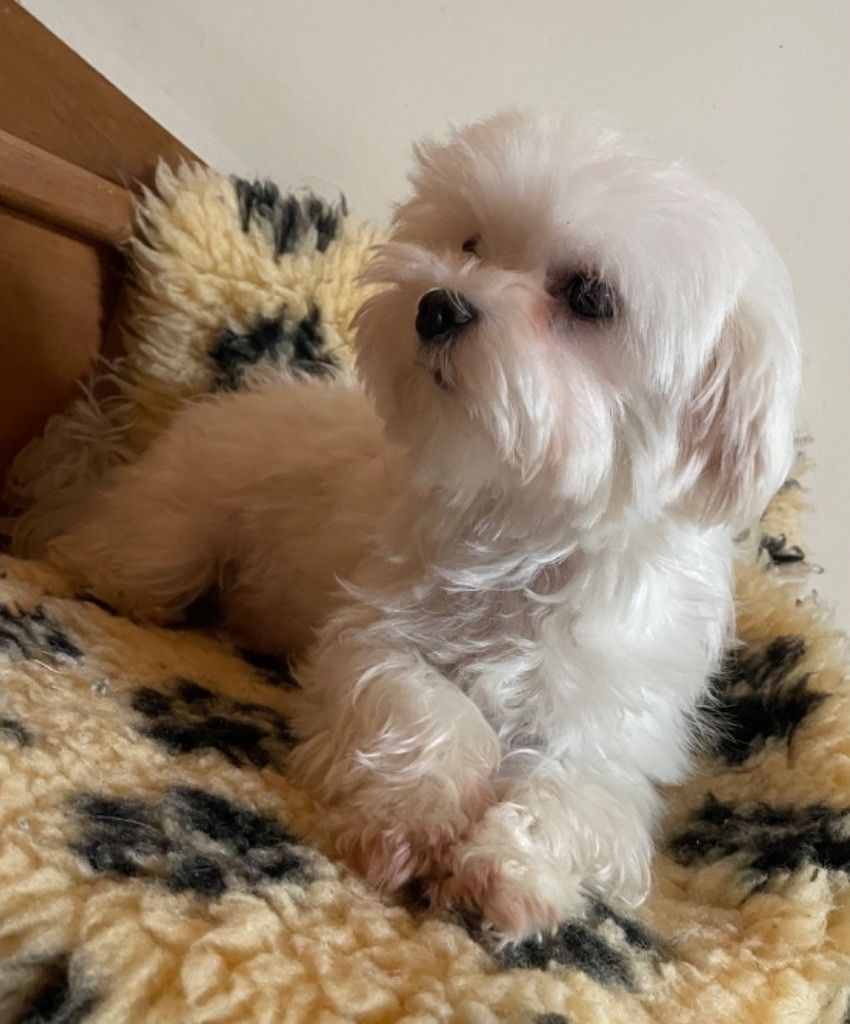 Bichon maltais nommé Sophie