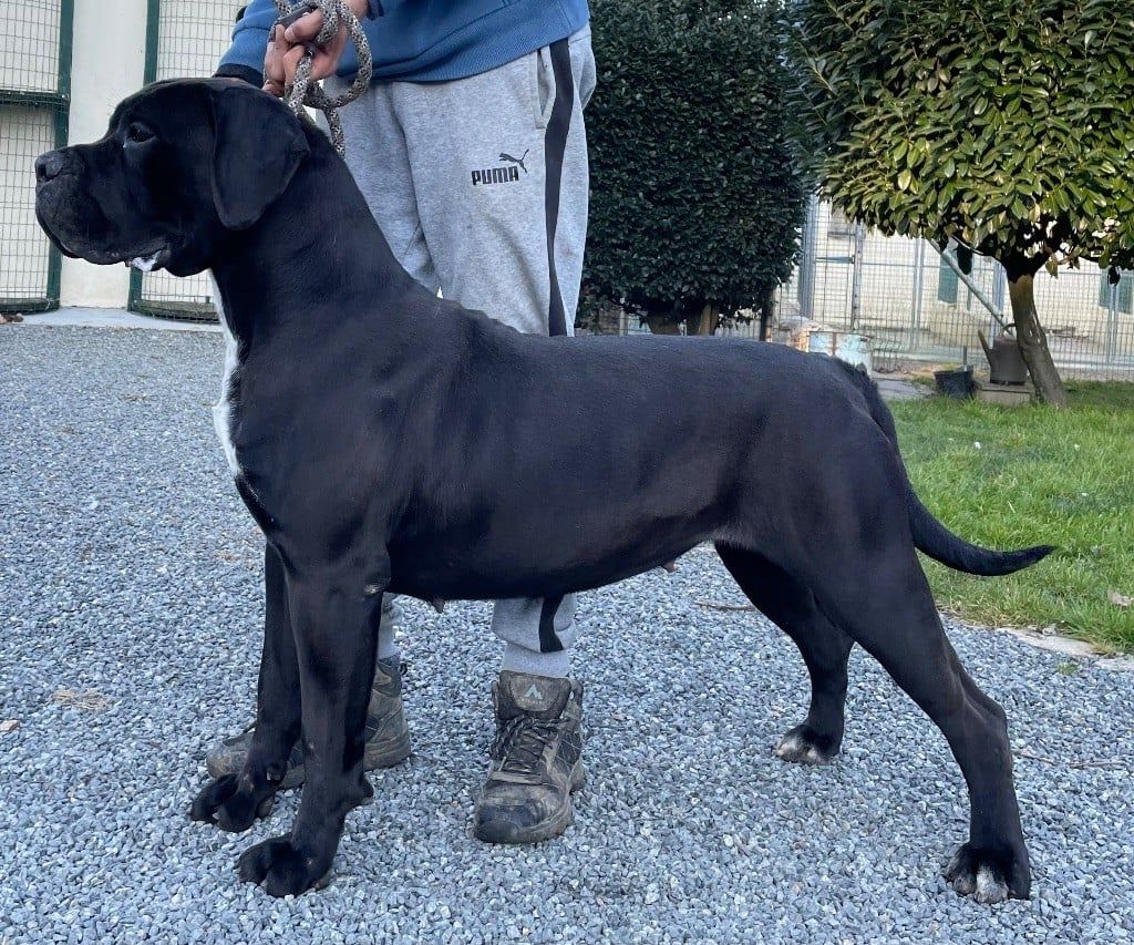 Une femelle cane corso 