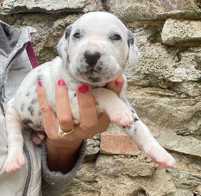 Un chiot dalmatien