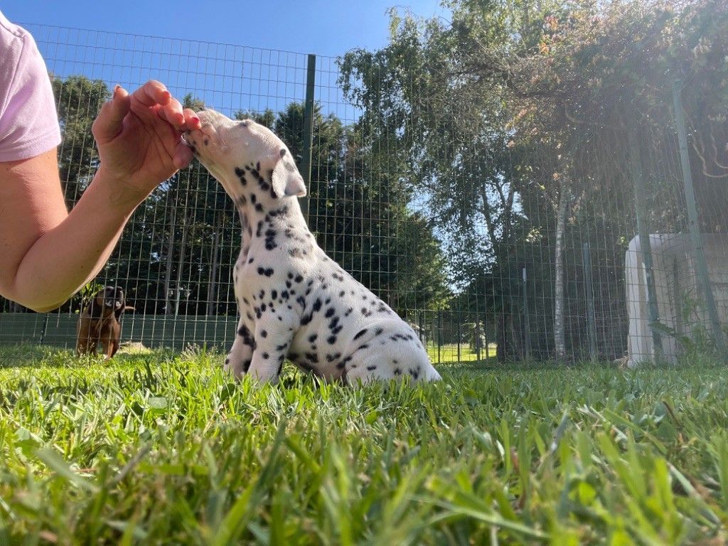 Dalmatien nommé Taylor chiot