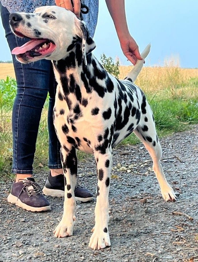 Dalmatien nommé Taylor