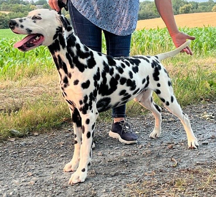 Dalmatien nommé Taylor à l'arrêt