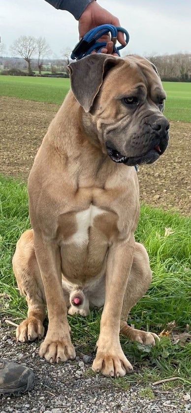 Cane corso beige, assis