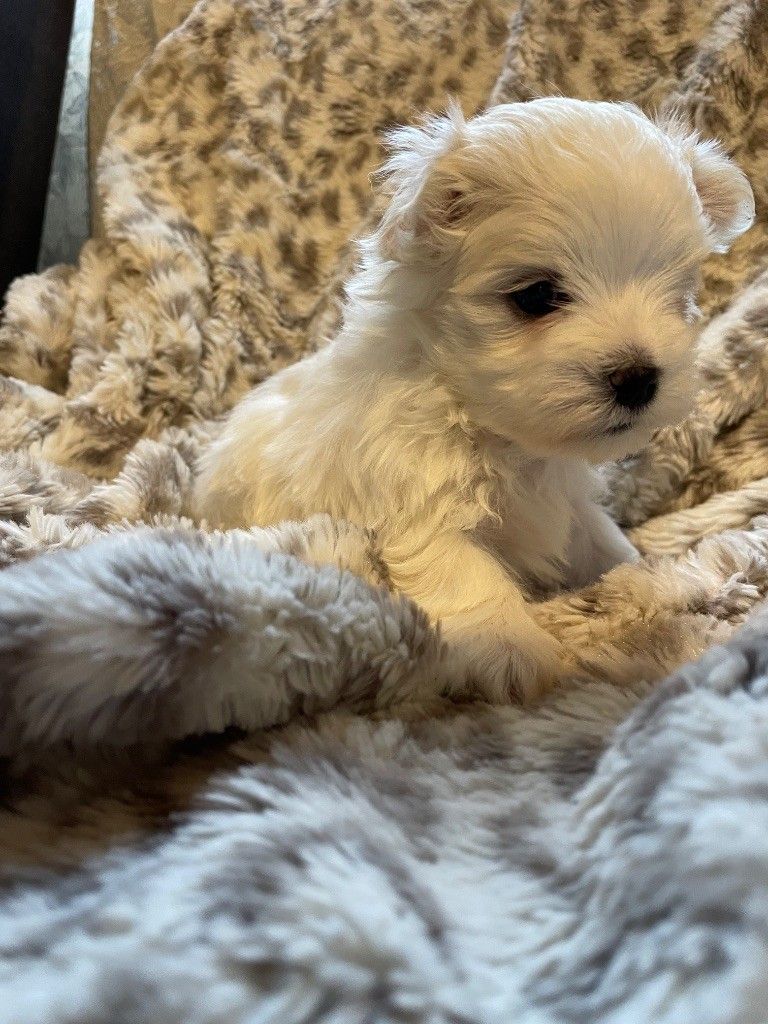 Petit chiot mâle bichon maltais