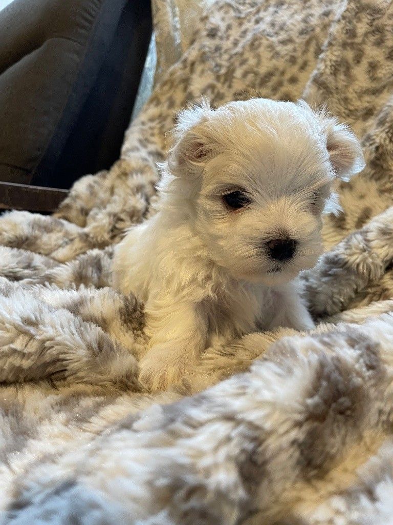 Chiot mâle bichon maltais