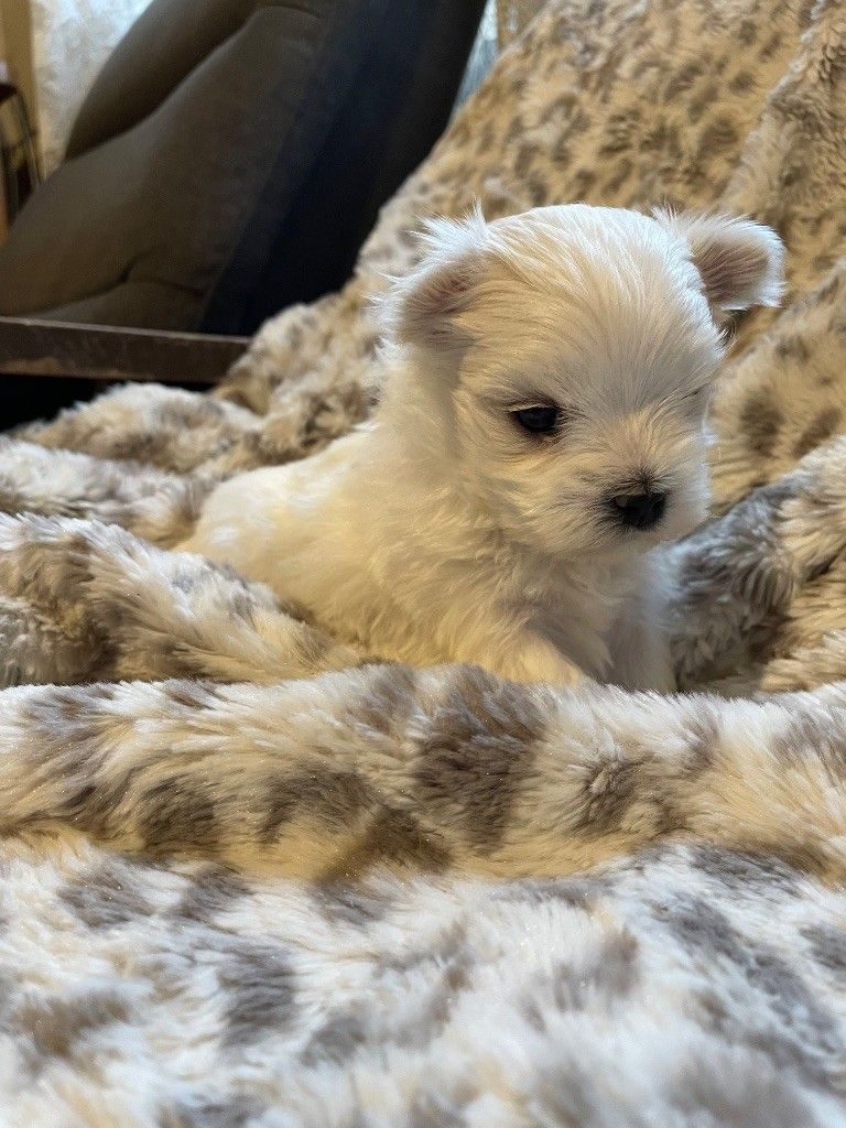 Chiot femelle bichon maltais