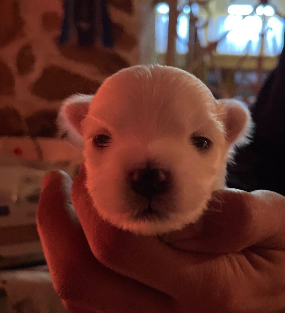 Petite femelle bichon maltais