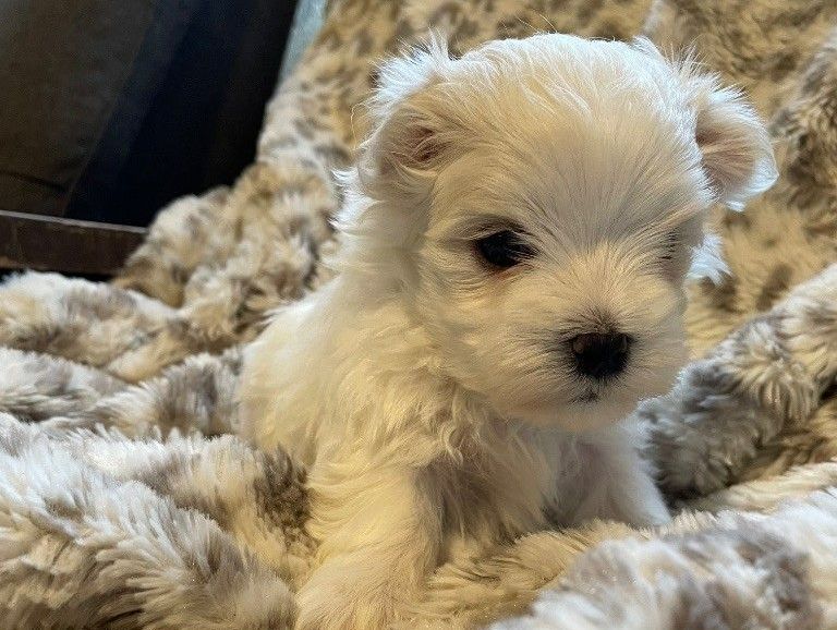 Chiot Bichon maltais mâle