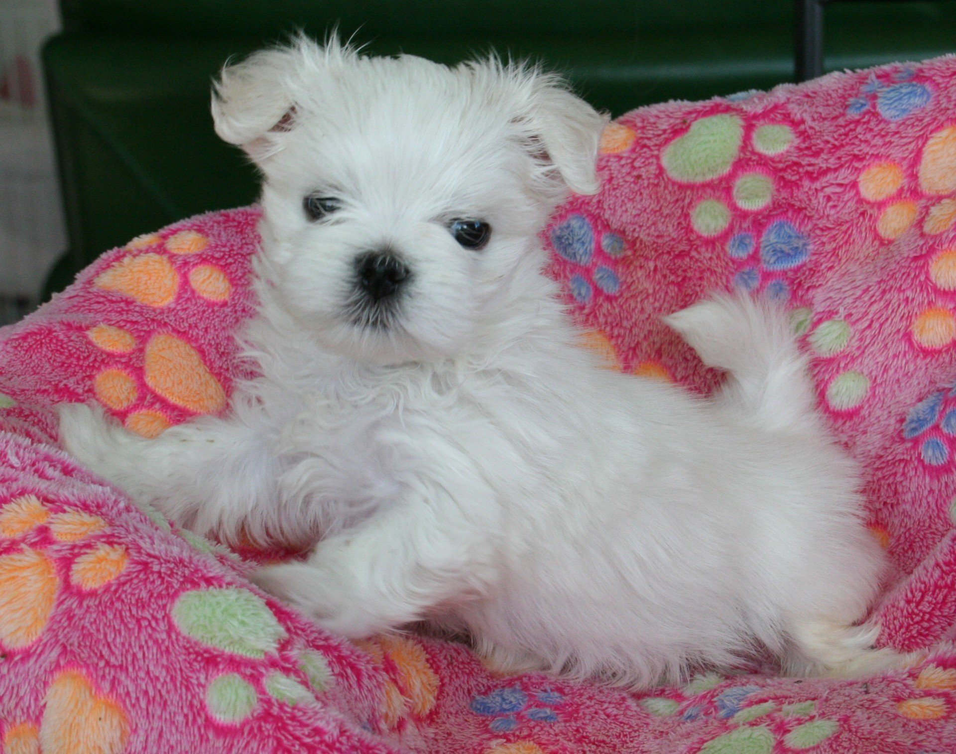 Chiot bichon maltais sur un coussin rose