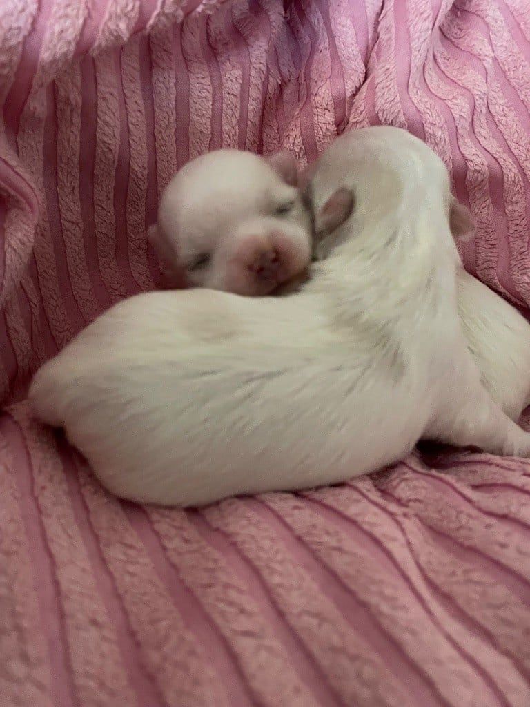 De chiots femelles bichon blanc