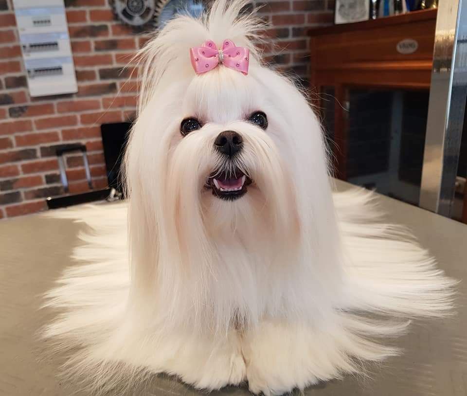 Chienne bichon maltais, Prada twinkle