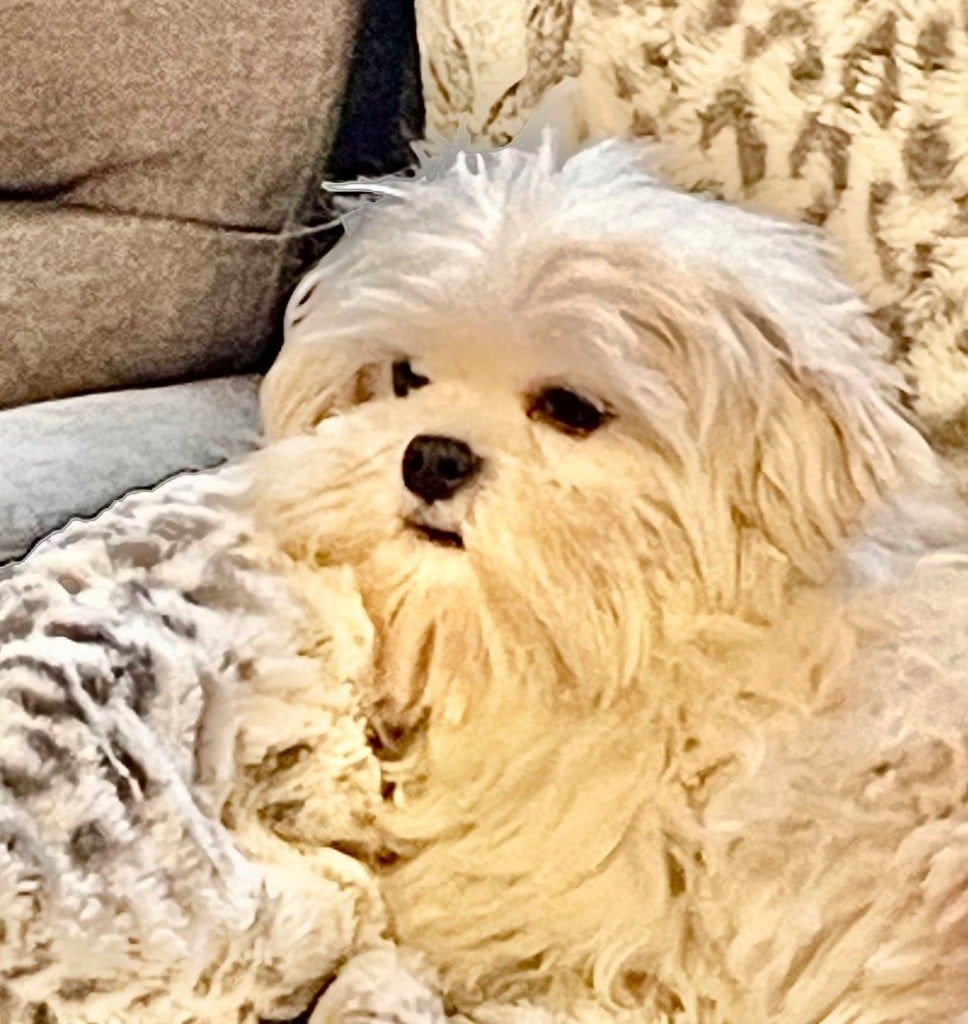 Bichon maltais Uma