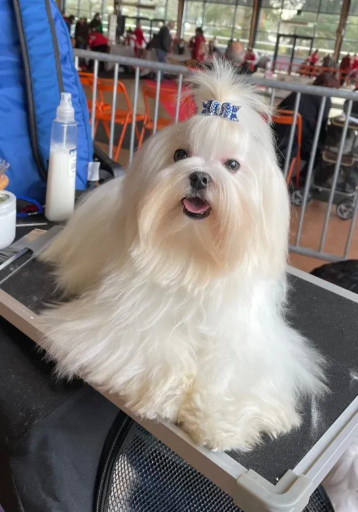 Bichon maltais Safia Du Clos des Trois Rivières