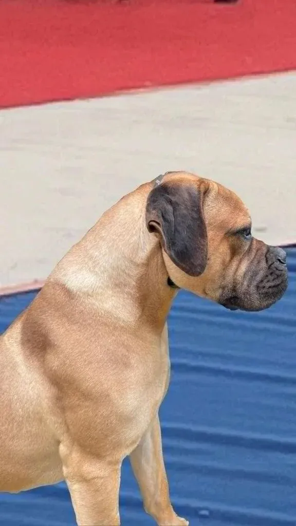 Chien sur tapis bleu blanc rouge