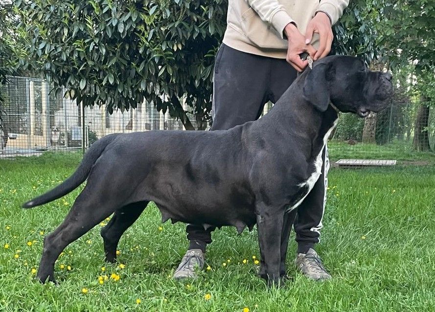 Cane corso couleur noire femelle, Souade