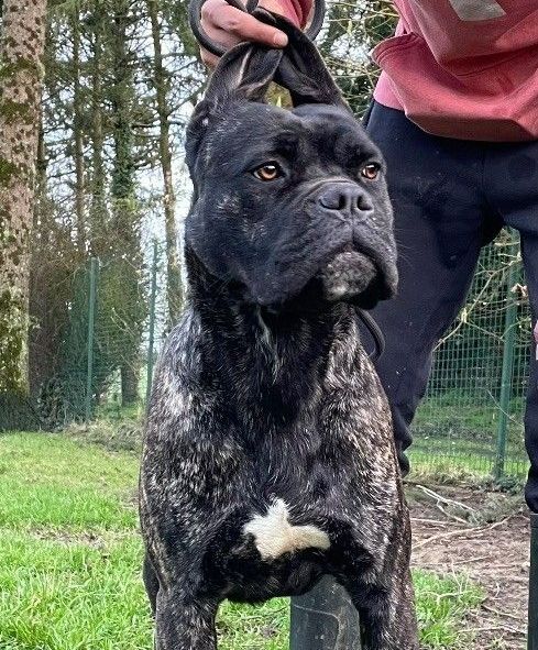 Cane corso nommée Unil Jewel