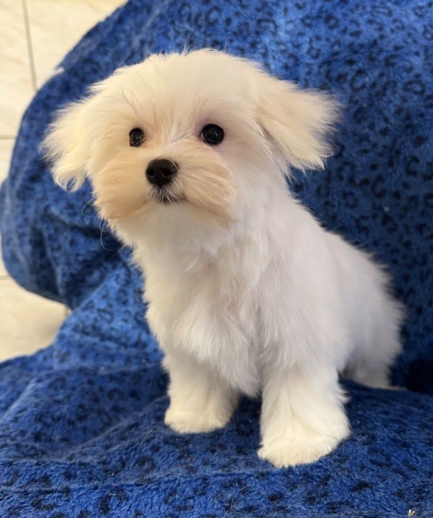 1 chiot mâle bichon maltais sur couverture bleue
