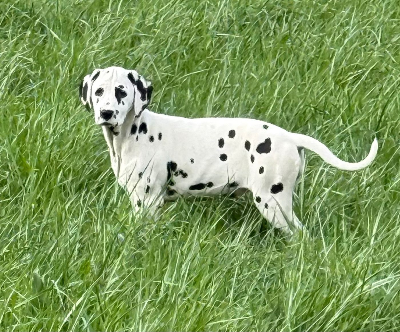 Chiot Valma's Signature dans une prairie