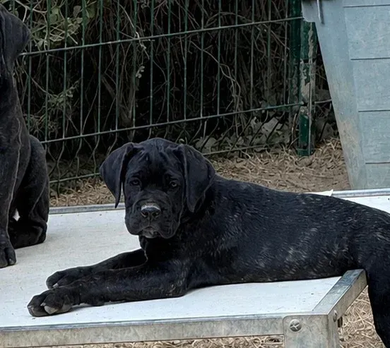 Chiot noir dans l'herbe