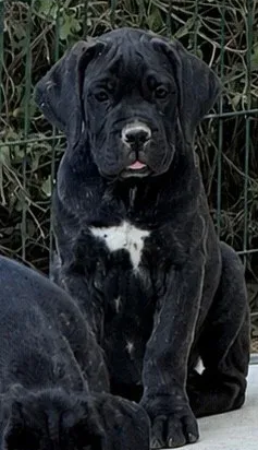 Chiot noir devant un grillage