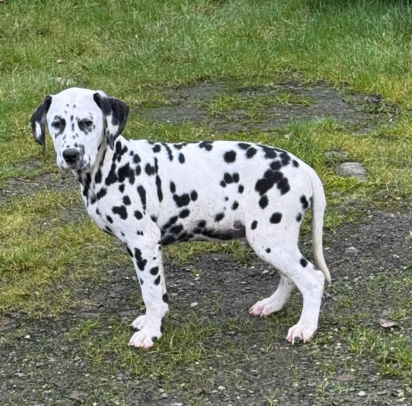 Chiot Dalmatien debout