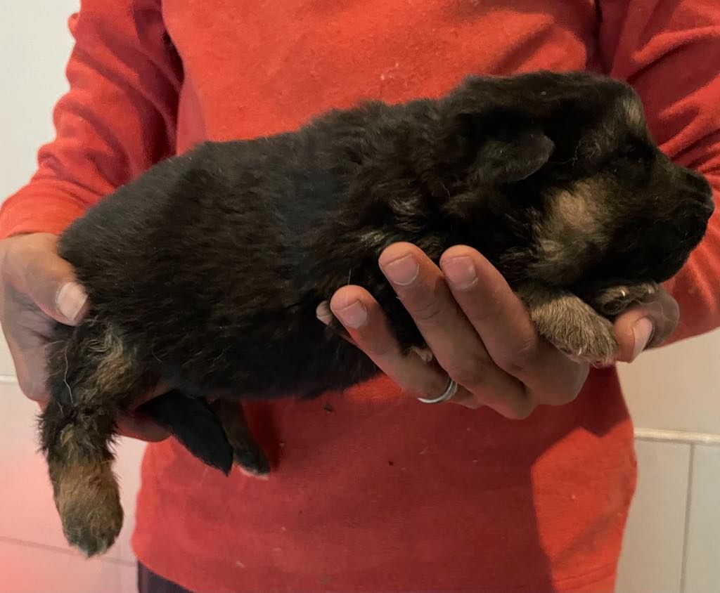 Chiot berger allemand dans les mains de son maître