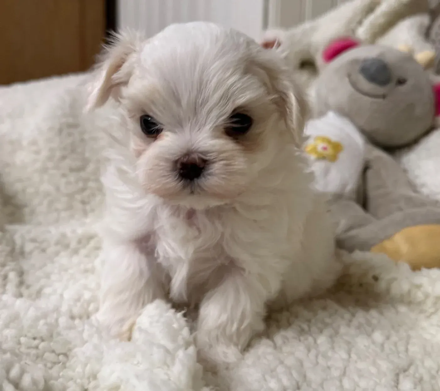 Bichon maltais chiot 2