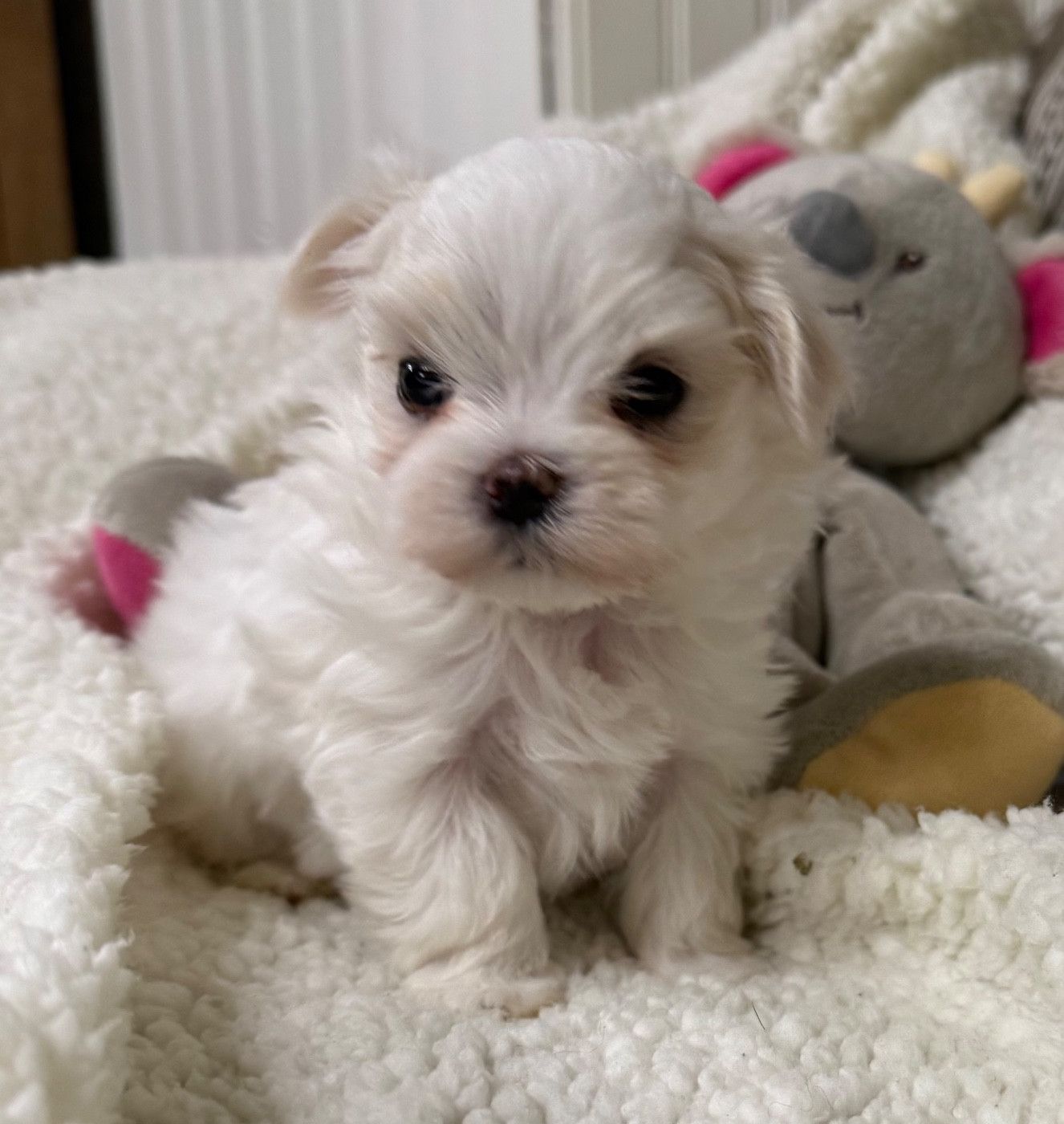 Bichon maltais chiot 2 blanc