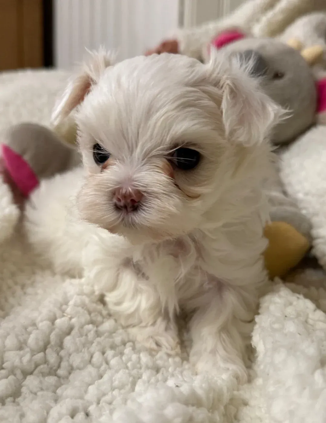 Chiot 3 Valma's signature bichon maltais sur couverture