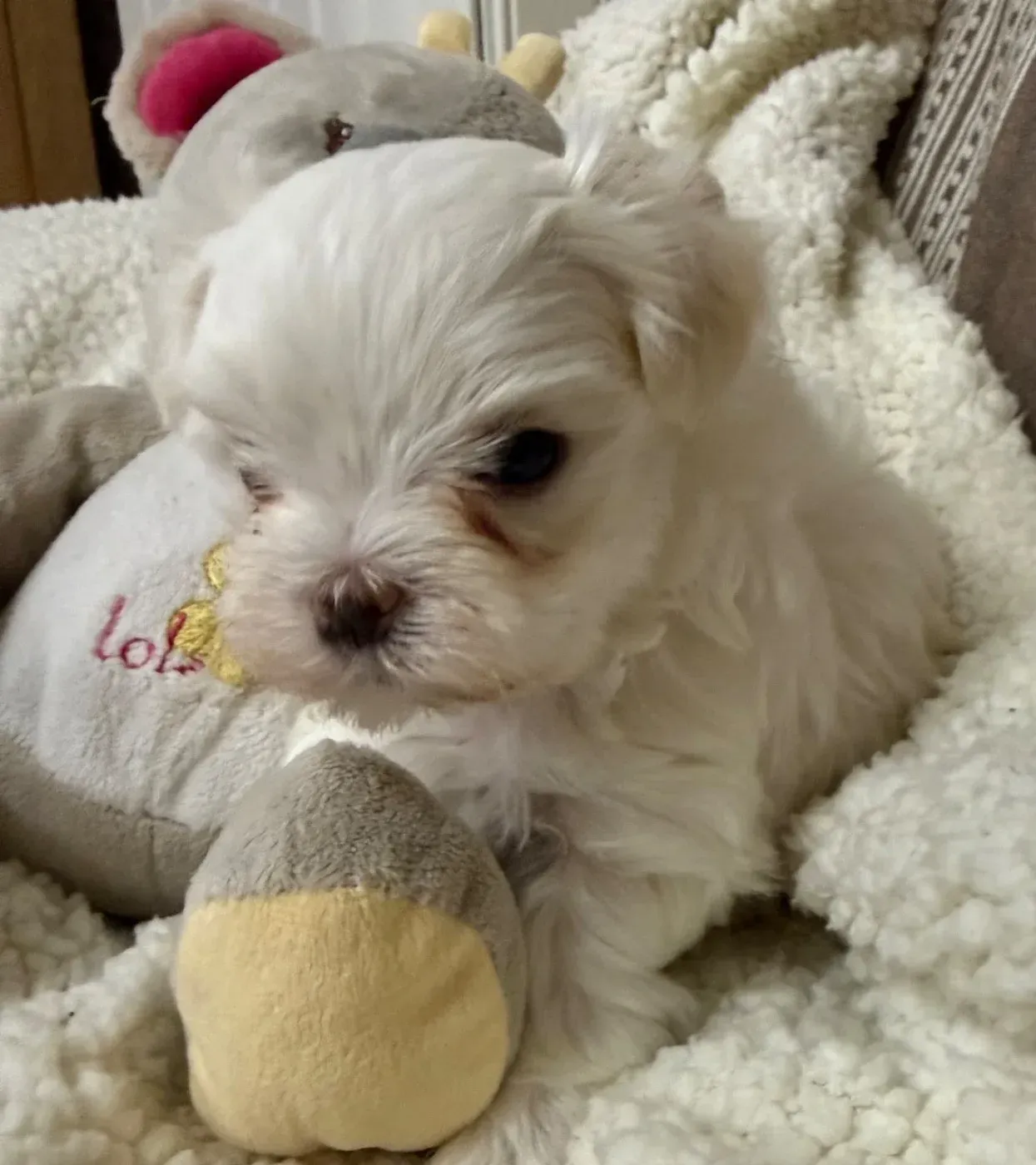 Chiot 4 bichon maltais Valma's signature