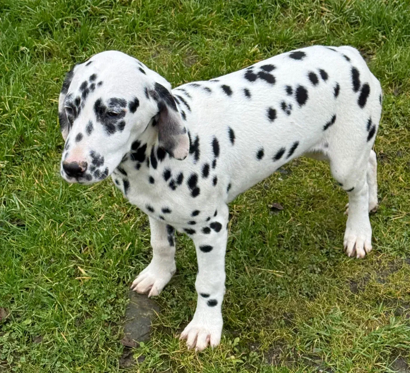 Chiot 4 Valma's Signature debout