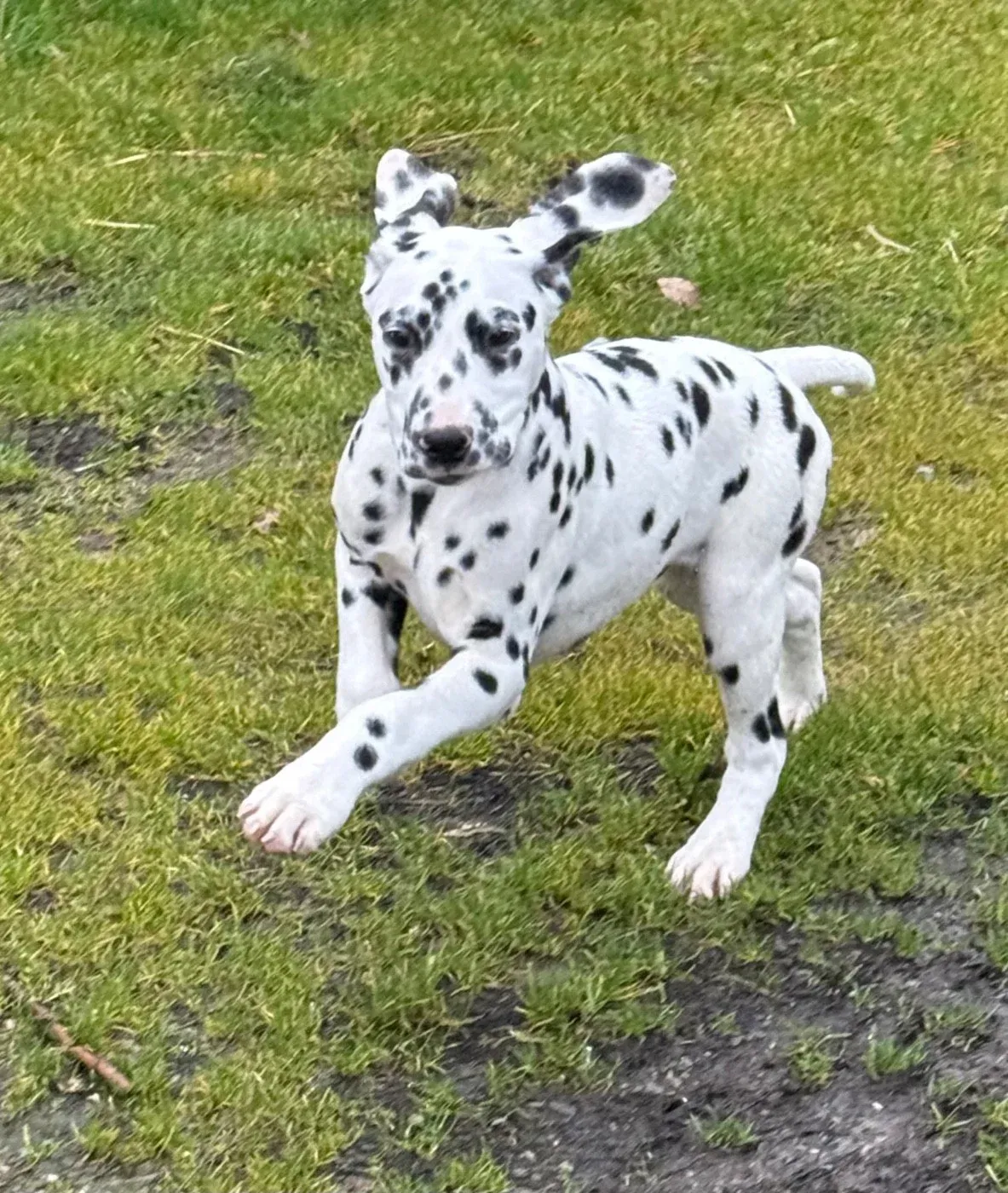 Chiot 4 Valma's Signature courant