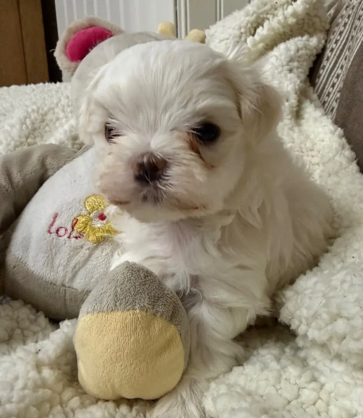 Chiot 4 bichon maltais Valma's signature allongé