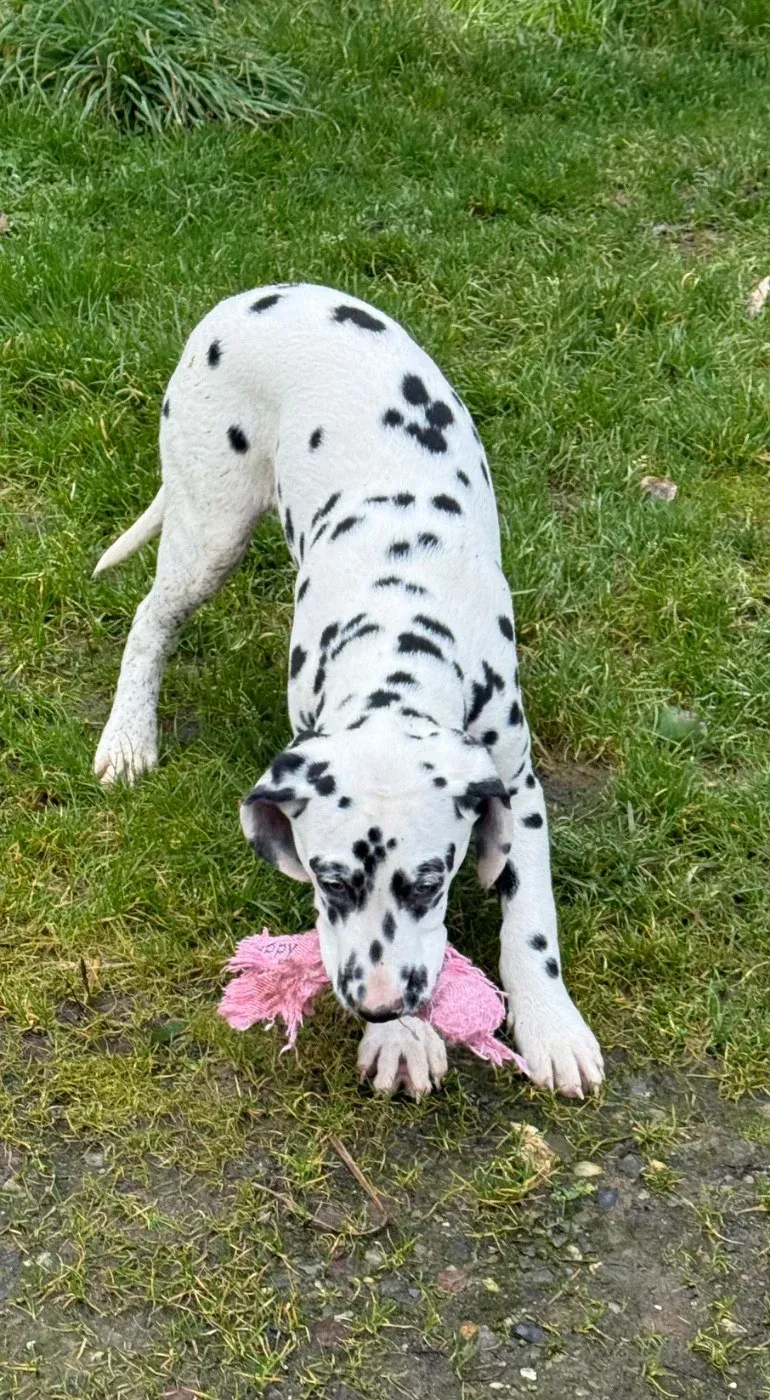 Chiot 4 Valma's Signature