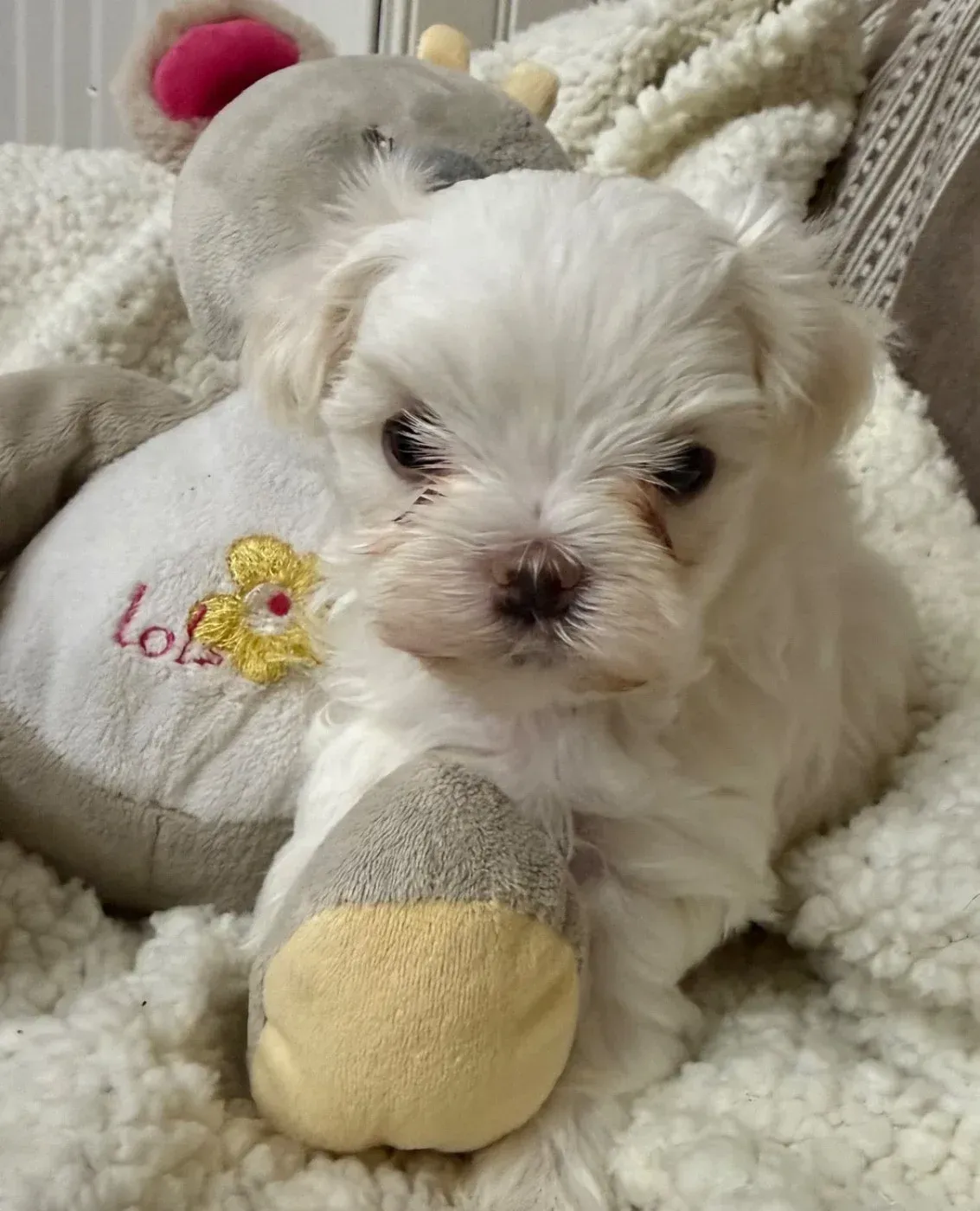 Chiot 4 bichon maltais Valma's signature allongé sur couverture