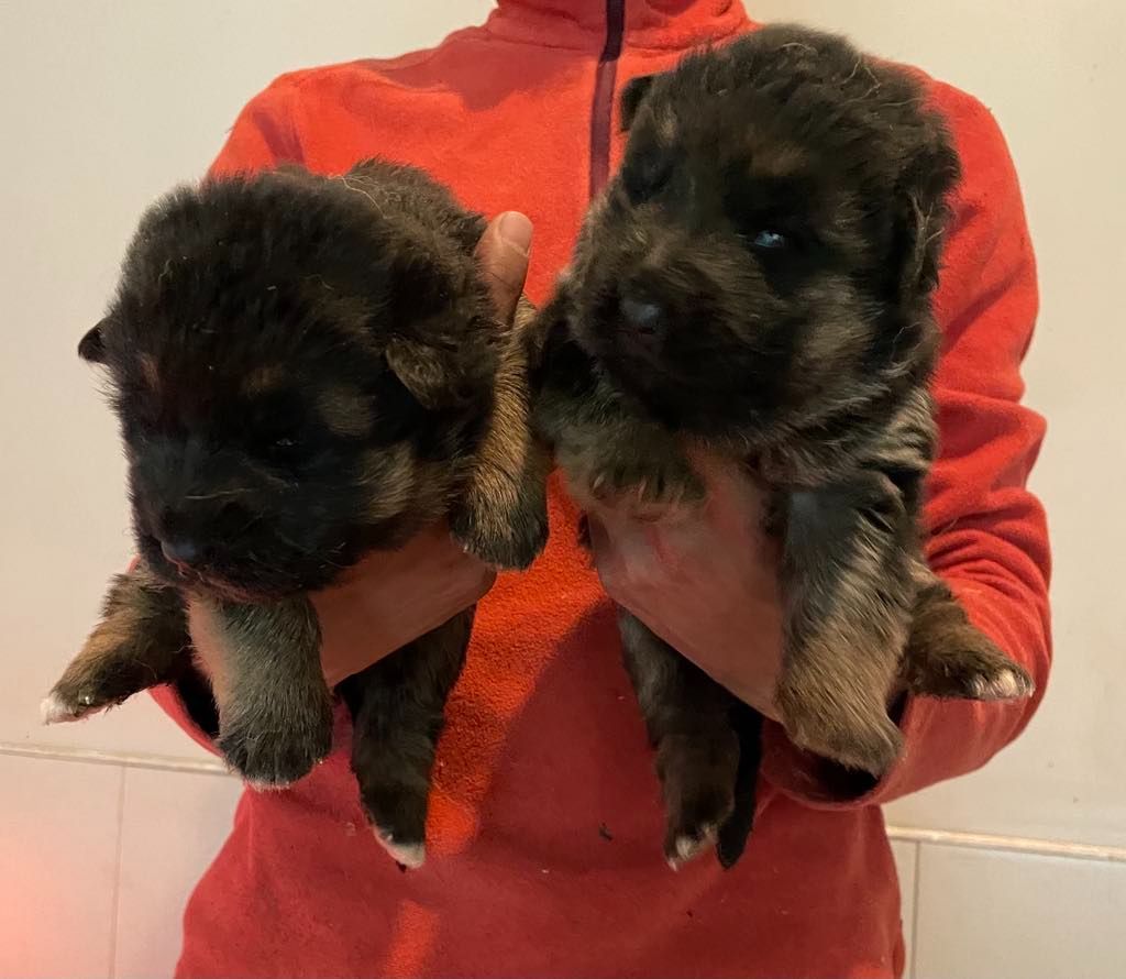 Petits chiots de race berger allemand