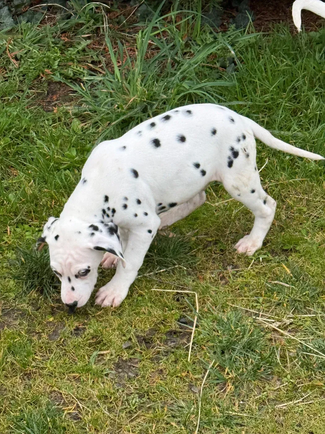 Chiot 9 Valma's Signature reniflant le sol