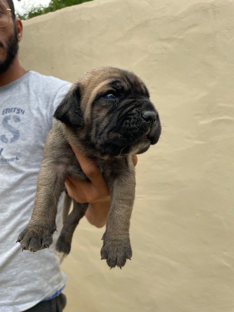 Chiot carlin observant attentivement avec ses grands yeux noirs