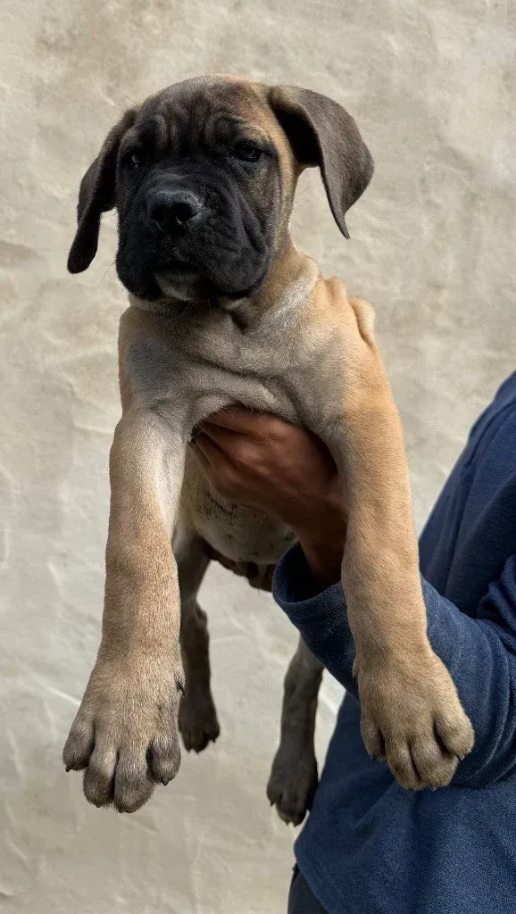 Jeune chiot carlin noir avec une expression enjouée