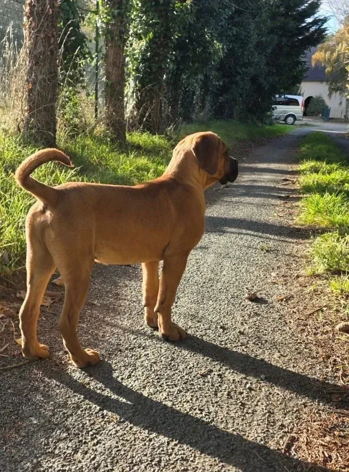 Chiot 3 fauve masque noir Valma's Signature oreilles tendues