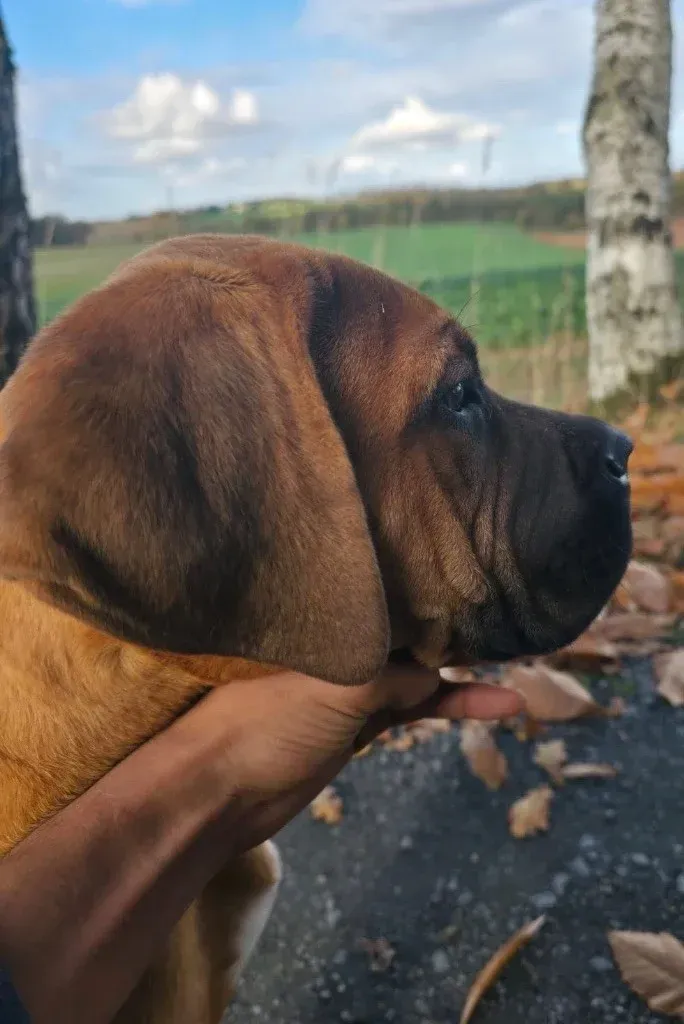 Chiot 3 fauve masque noir Valma's Signature oreilles tendues