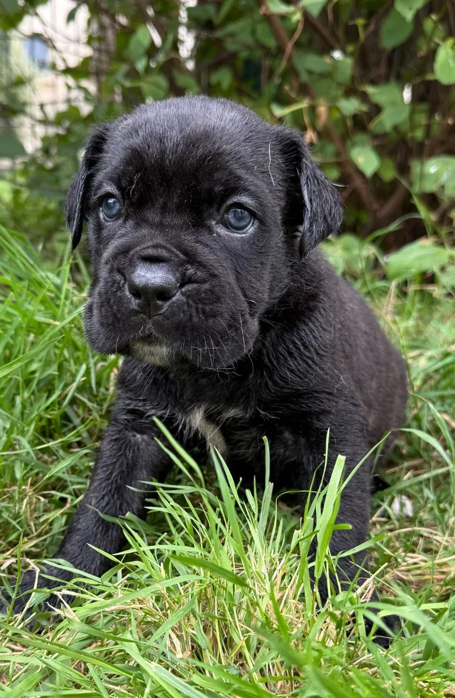 Chiot noir dans l'herbe