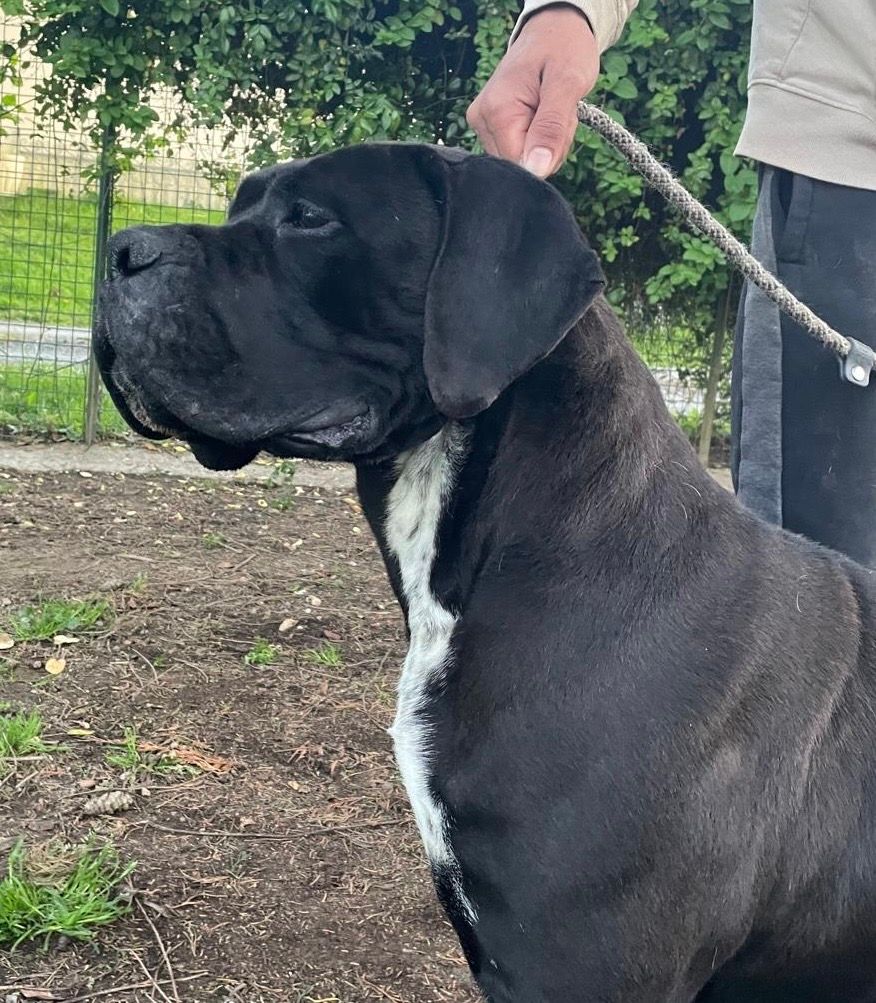 Tête d'un cane corso de profil