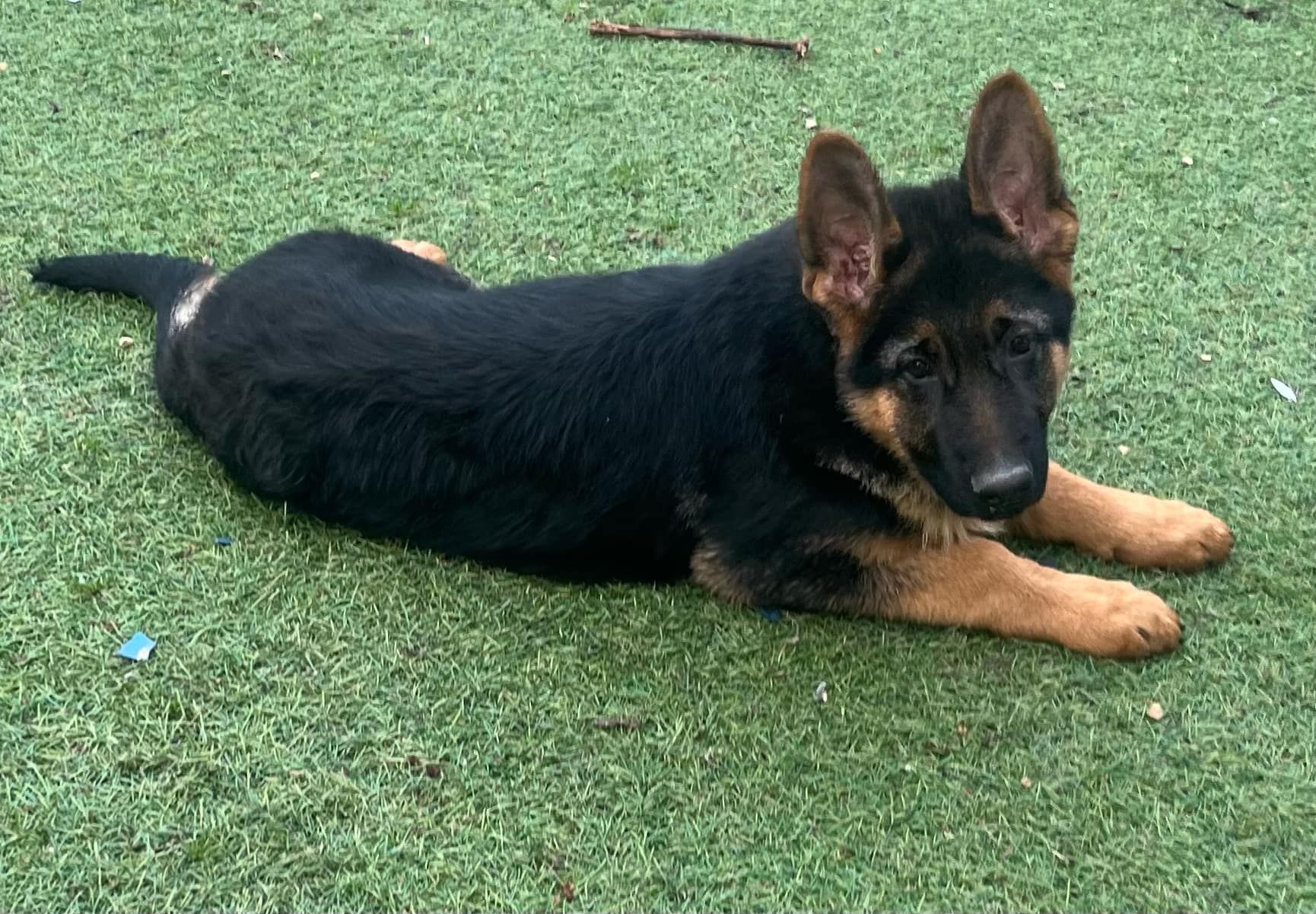 Chiot berger allemand allongé sur l'herbe