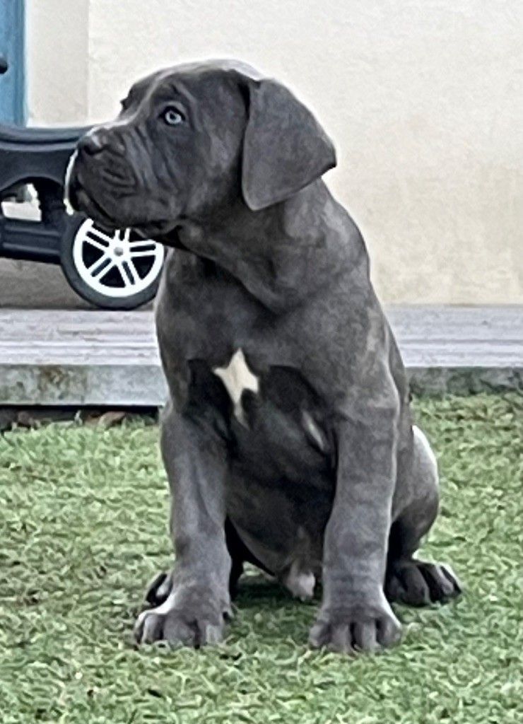 Bébé berger allemand avec une petite tache blanche sur le torse